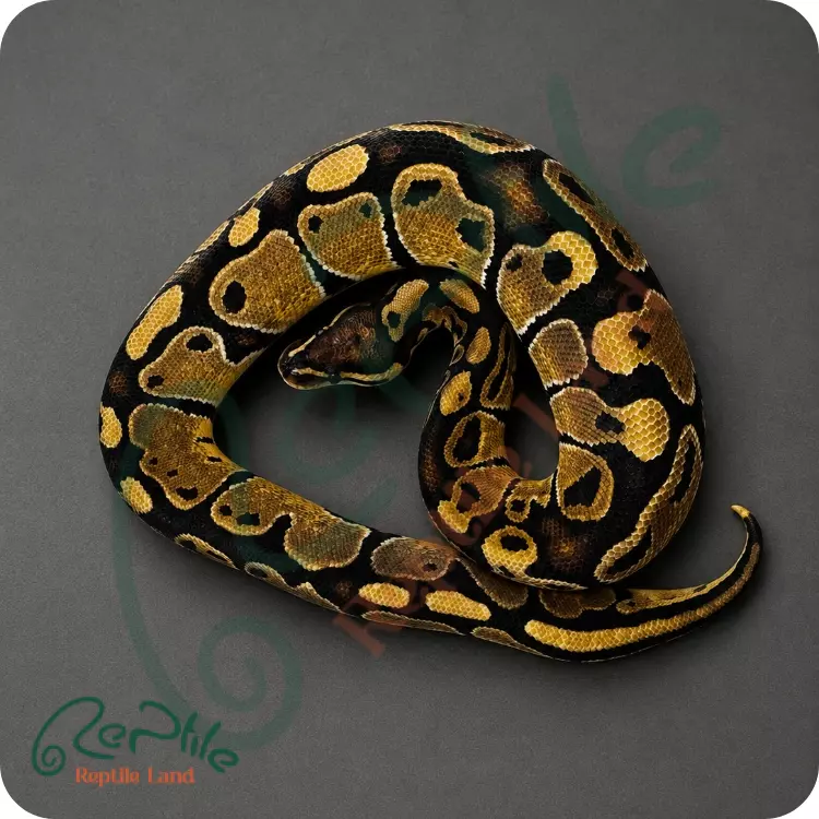 بال پیتون انچی آسفالت (Enchi YB/Asphalt)
