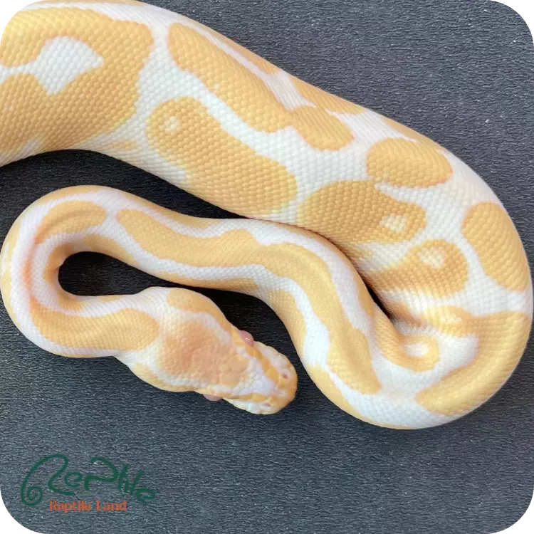 بال پیتون آلبینو (Albino)