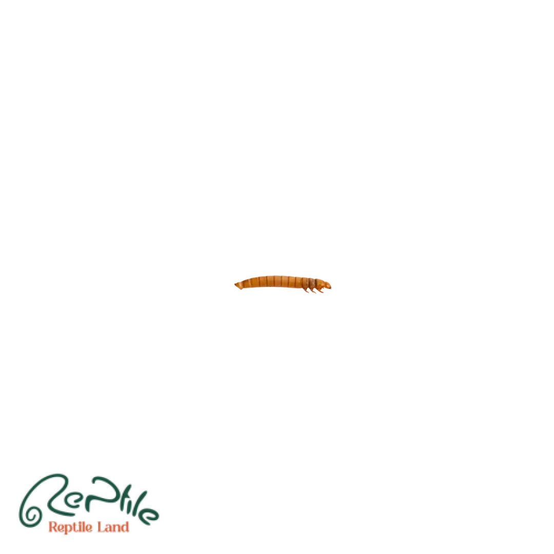 کرم میلورم پک 50 عددی