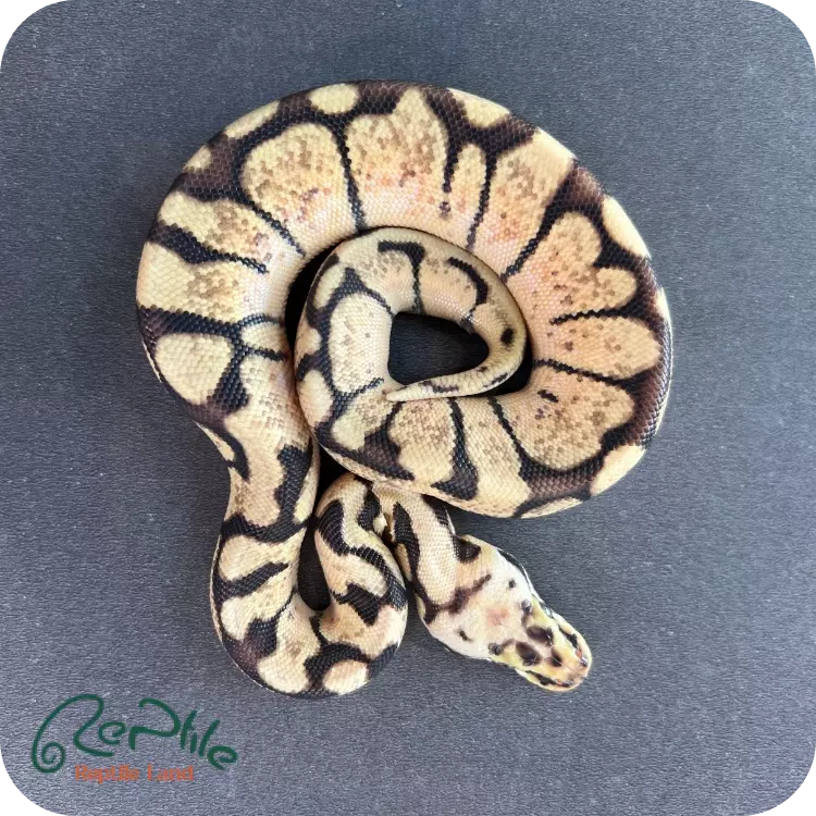 بال پیتون بی (Bee)