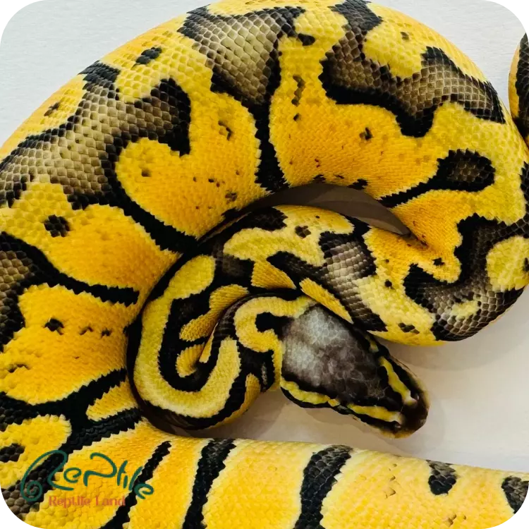 بال پیتون پاستل اورنج دریم (Pastel Orange Dream)