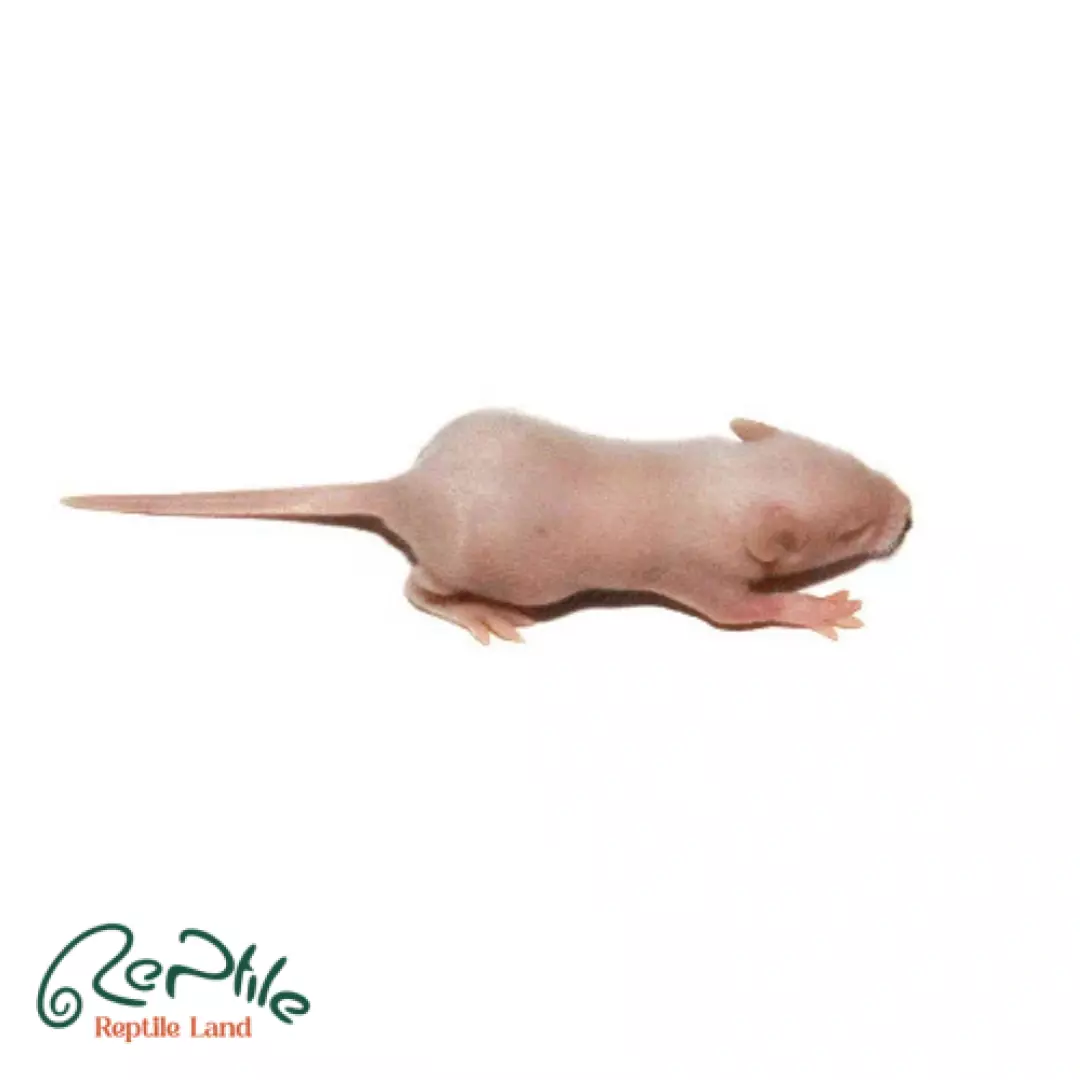  موش سوری فوزی 5 عددی (Fuzzy Frozen Mice)