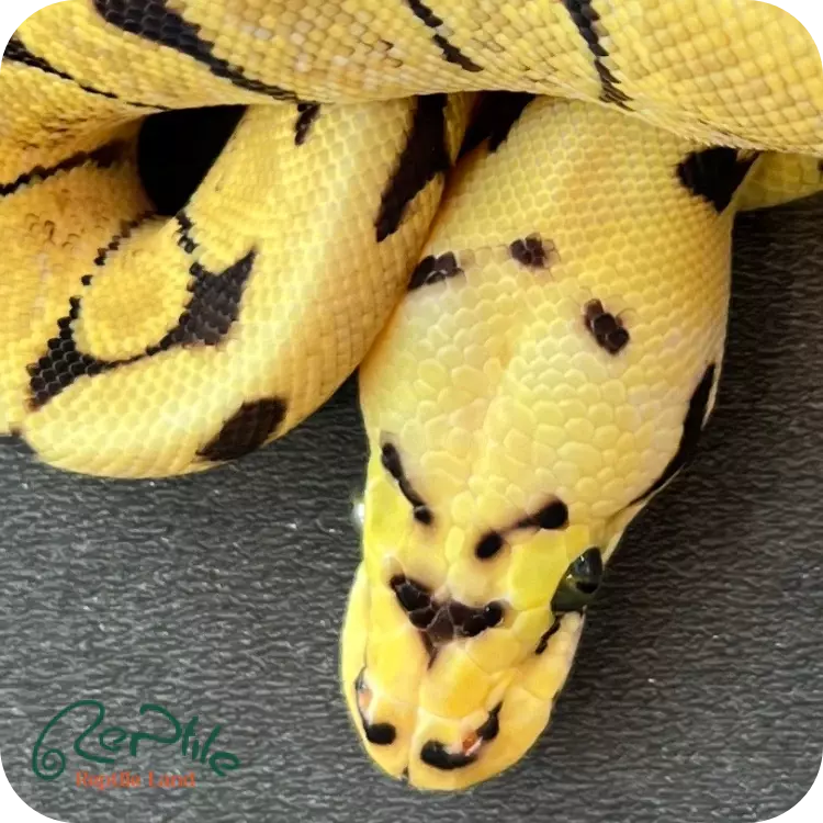 بال پیتون انچی بی (Enchi Bee)