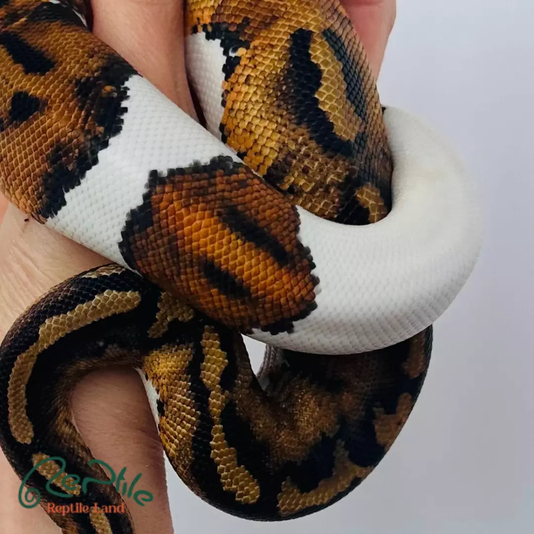 مار بال پیتون پاید آلبینو لوندر (Pied Albino Lavender)