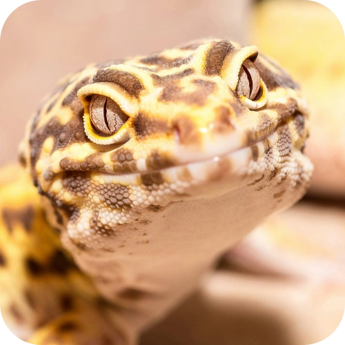 لئوپارد  ( Leopard )