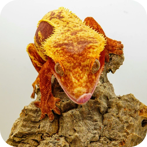 کِرِستد ( Crested )