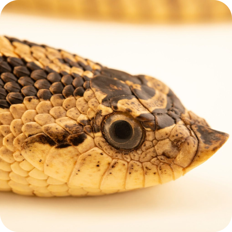 هاگنوز (Hognose)