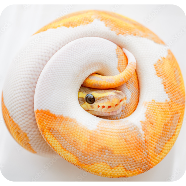 پِیتون ( Python)