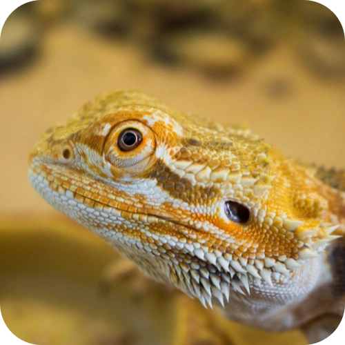 بیردد  دراگون