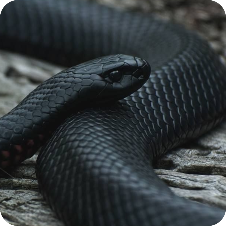 کینگ اسنیک (King Snake)