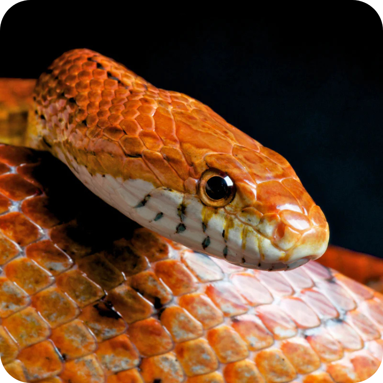 کورن اسنیک (Corn Snake)