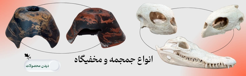 انواع جمجمه و مخفیگاه خزندگان
