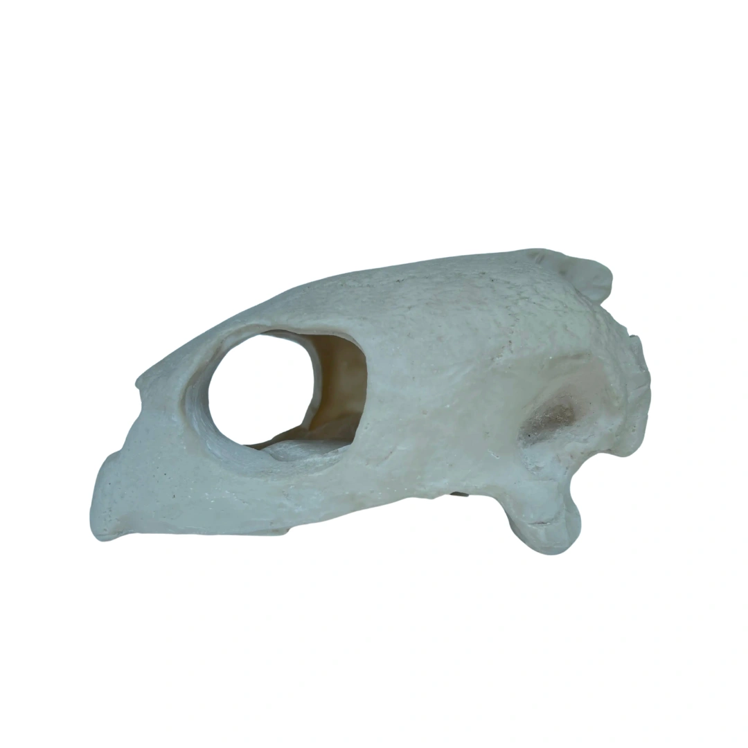 جمجمه لاکپشت (Turtle Skull)