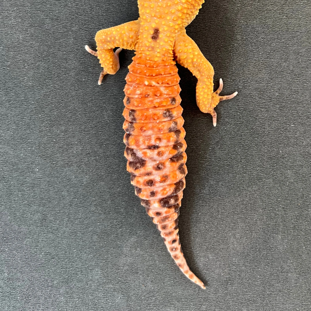 لئوپارد گکو بالغ (Leopard Gecko Adult)