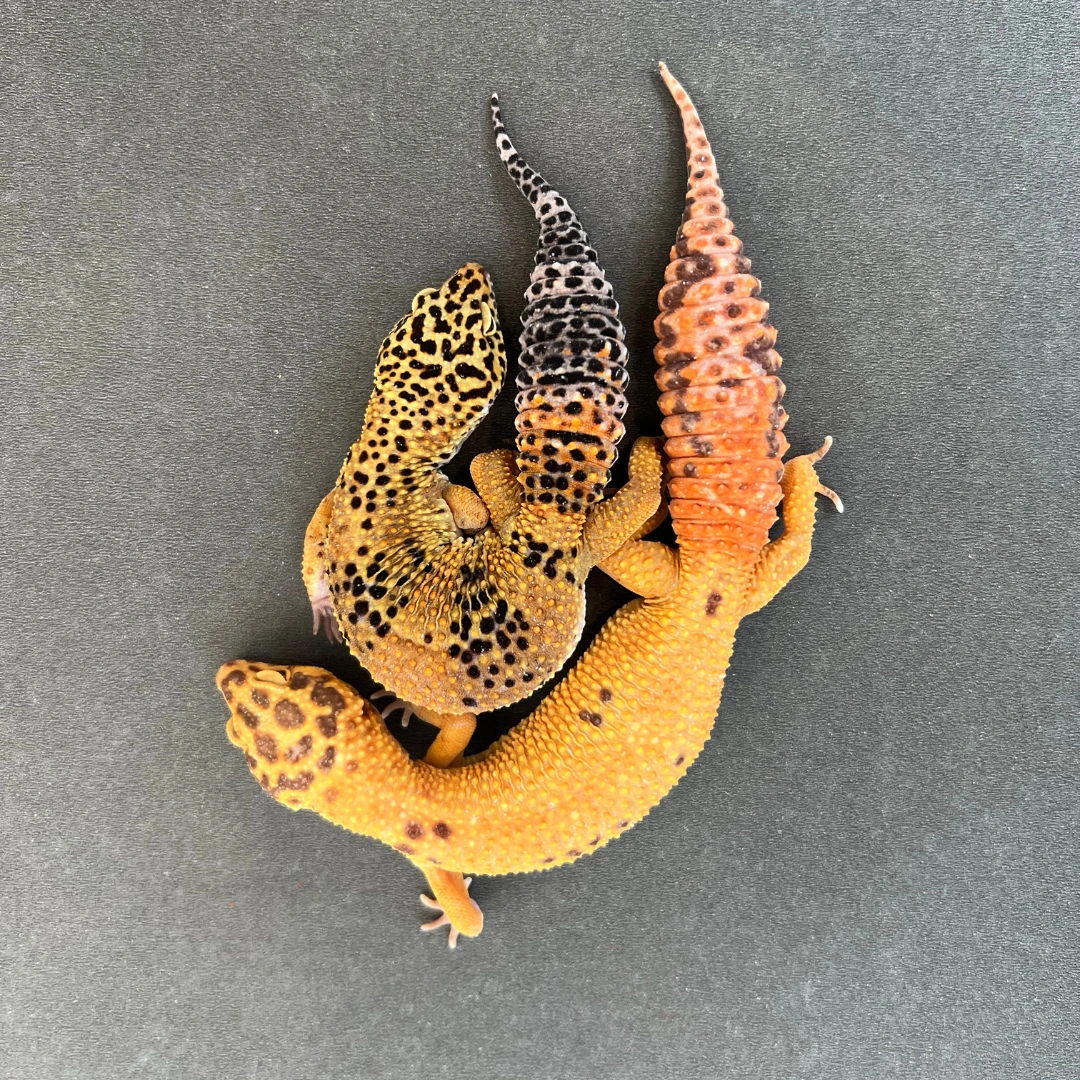 لئوپارد گکو بالغ (Leopard Gecko Adult)