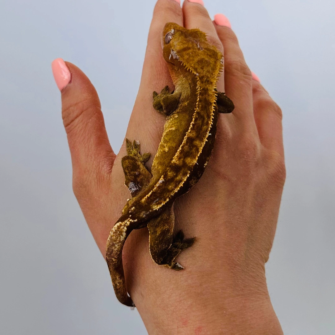 کرستد گکو ماده بالغ (Crested Gecko Adult Female)