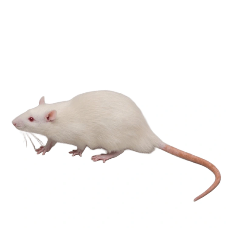  رت بالغ 5 عددی (Adult Frozen Rat)
