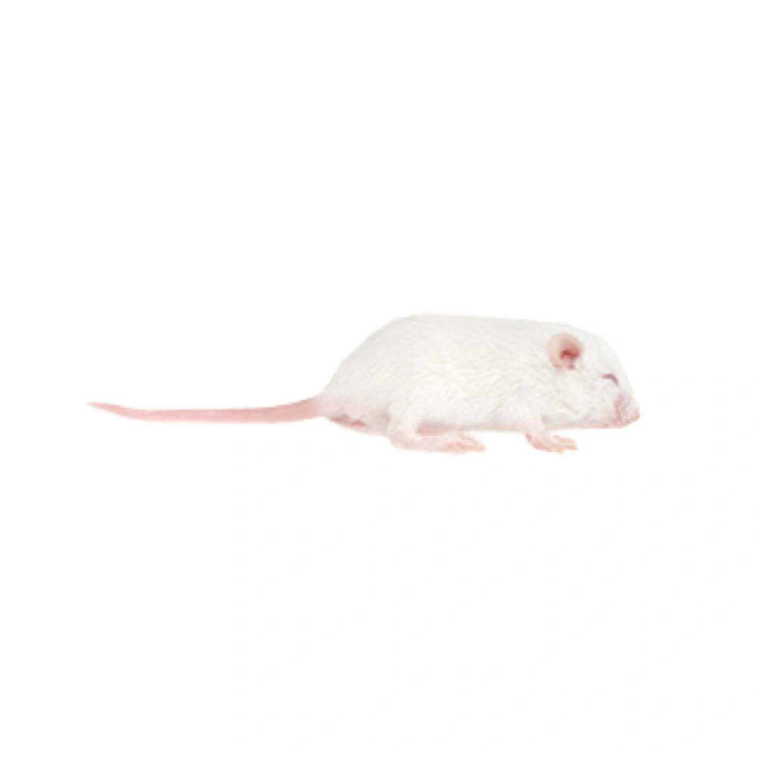  موش سوری هوپر 5 عددی (Hopper Frozen Mice)