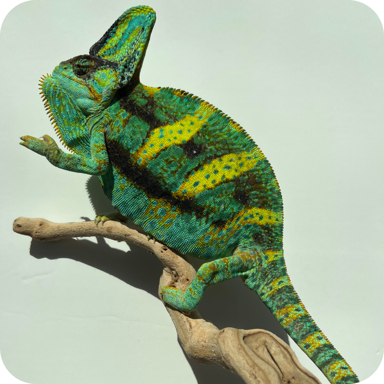 آفتاب پرست بالغ نر (Veiled Male Chameleon)