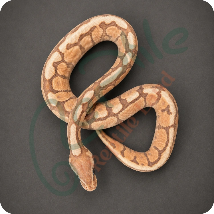 بال پیتون اولترامل اسپایدر سینامون (Ultramel Spider Cinnamon)