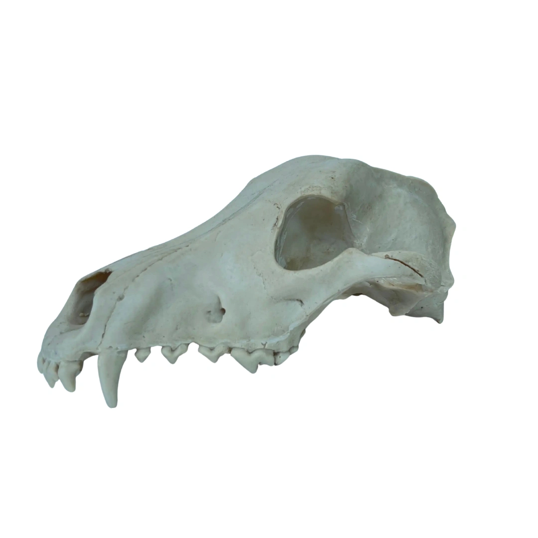  جمجمه گرگ (Wolf Skull)