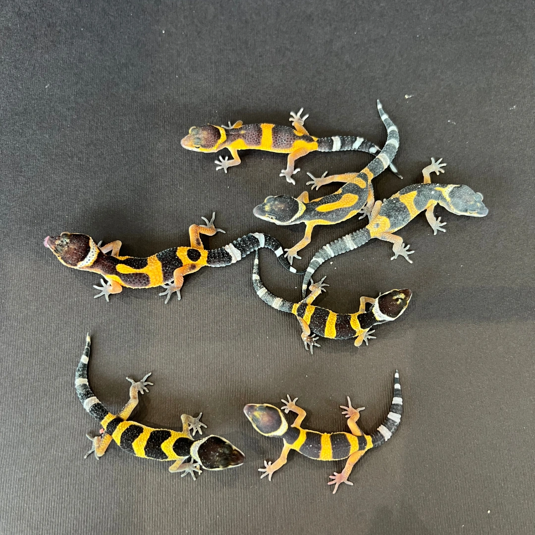 لئوپارد گکو نوزاد (Leopard Gecko Baby)