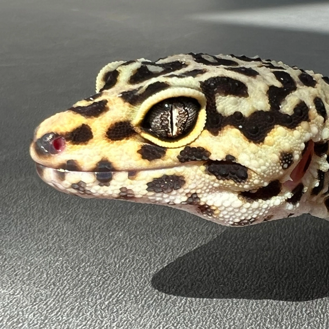  لئوپارد گکو بالغ (Leopard Gecko Adult)