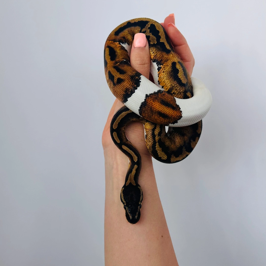 مار بال پیتون پاید آلبینو لوندر (Pied Albino Lavender)