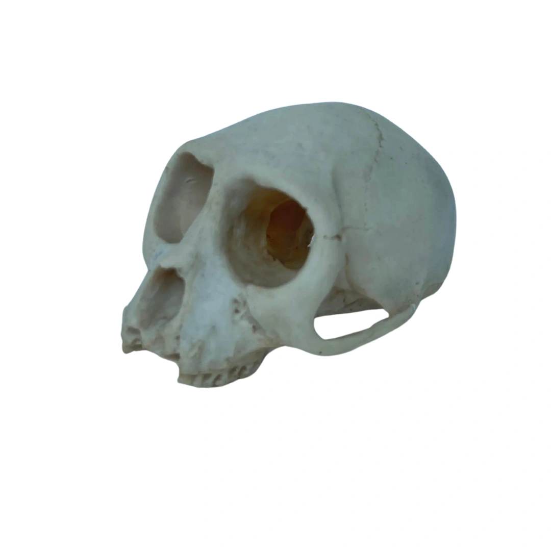  جمجمه میمون (Monkey Skull)