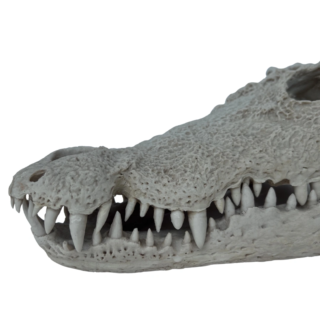 جمجمه کروکودیل گاندو (Gando Crocodile Skull)