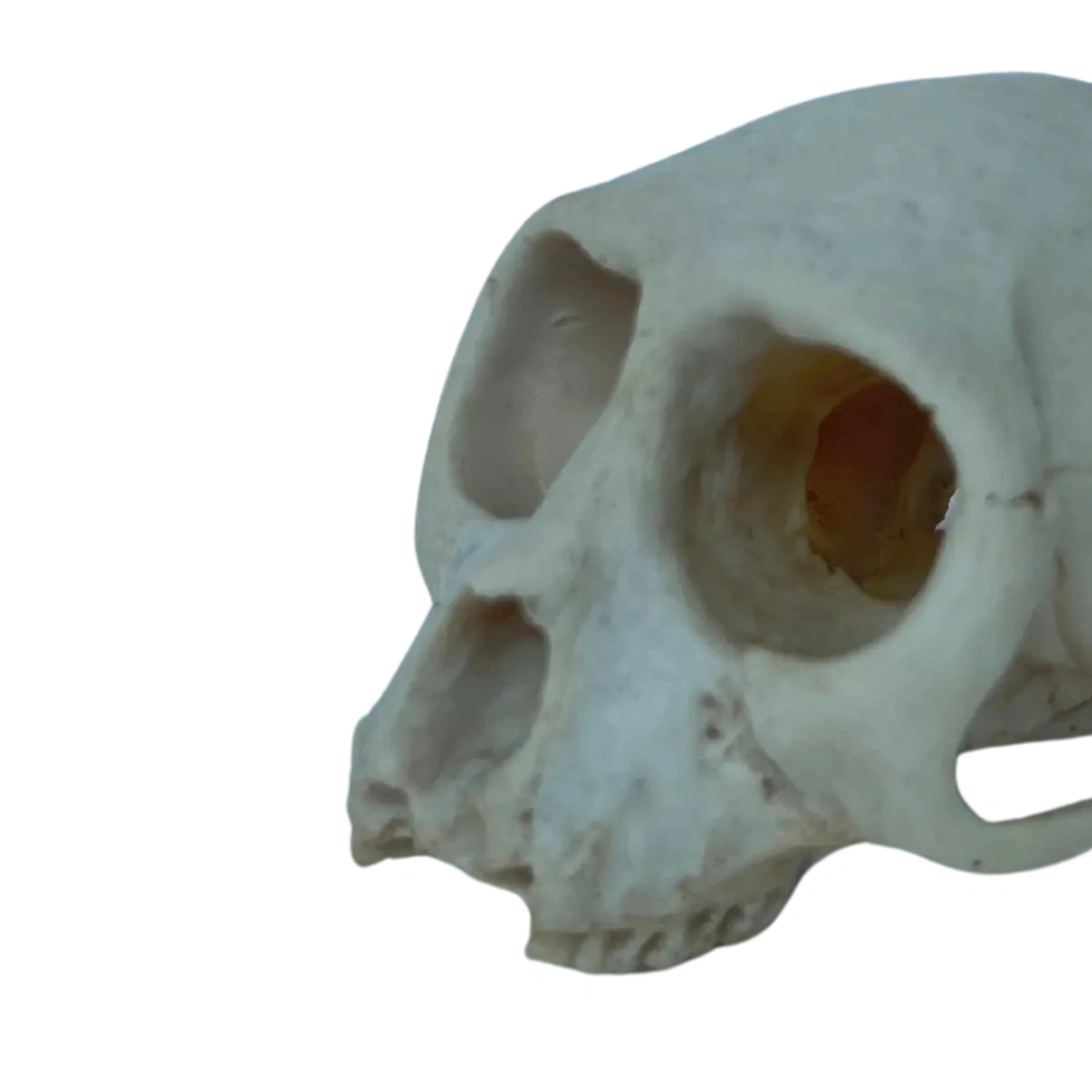  جمجمه میمون (Monkey Skull)