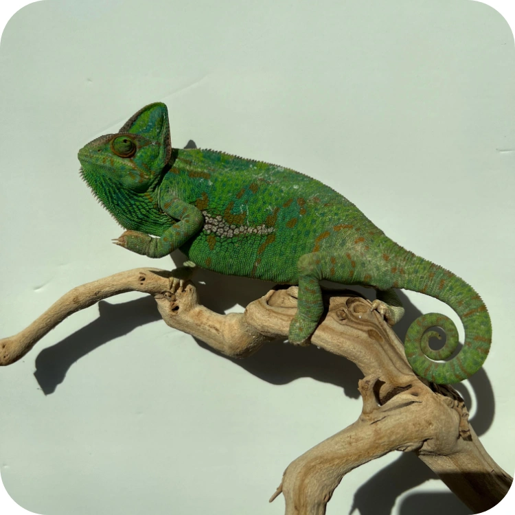آفتاب پرست بالغ ماده (Veiled Chameleon Adult Female )
