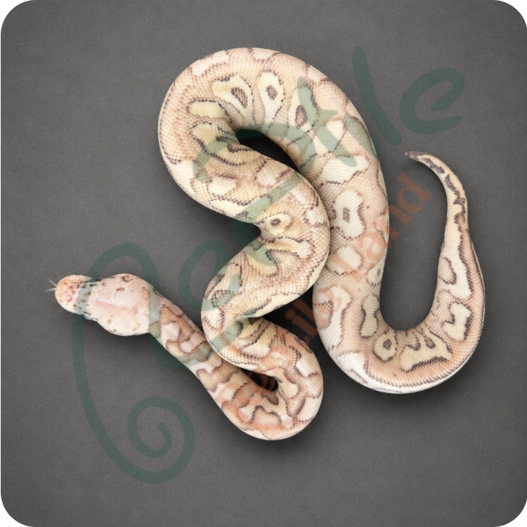 بال پیتون سوپر پاستل لسر (Super Pastel Lesser)