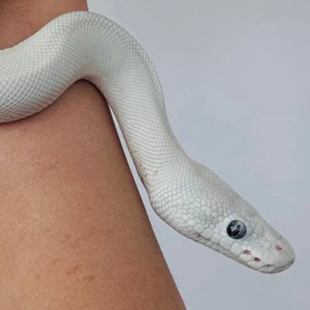 مار بال پیتون پاید آلبینو ( Albino Pied )