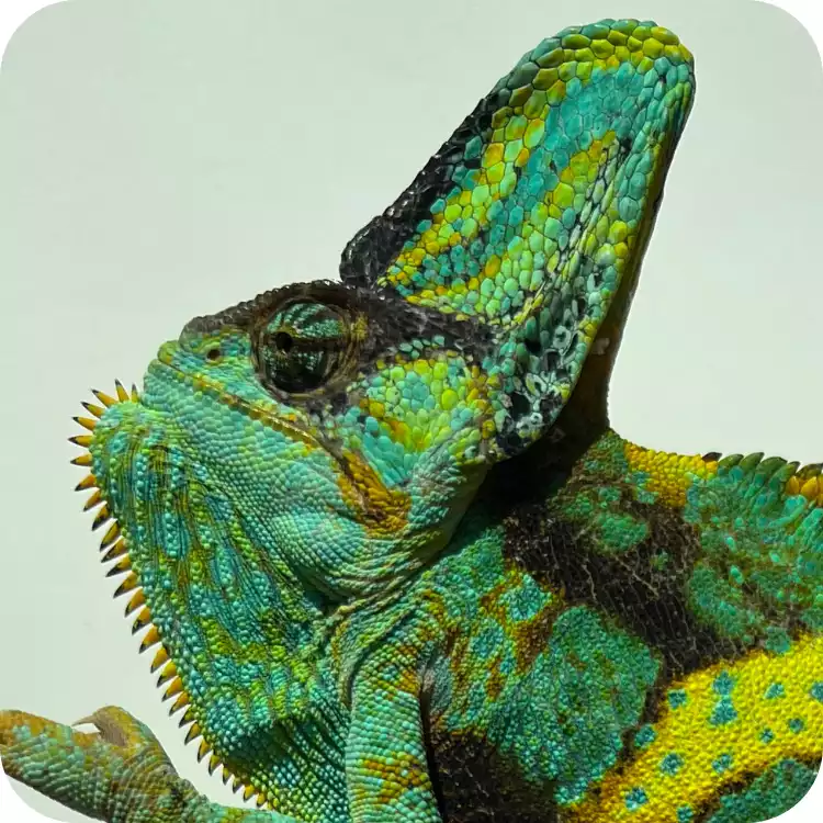 آفتاب پرست بالغ نر (Veiled Male Chameleon)
