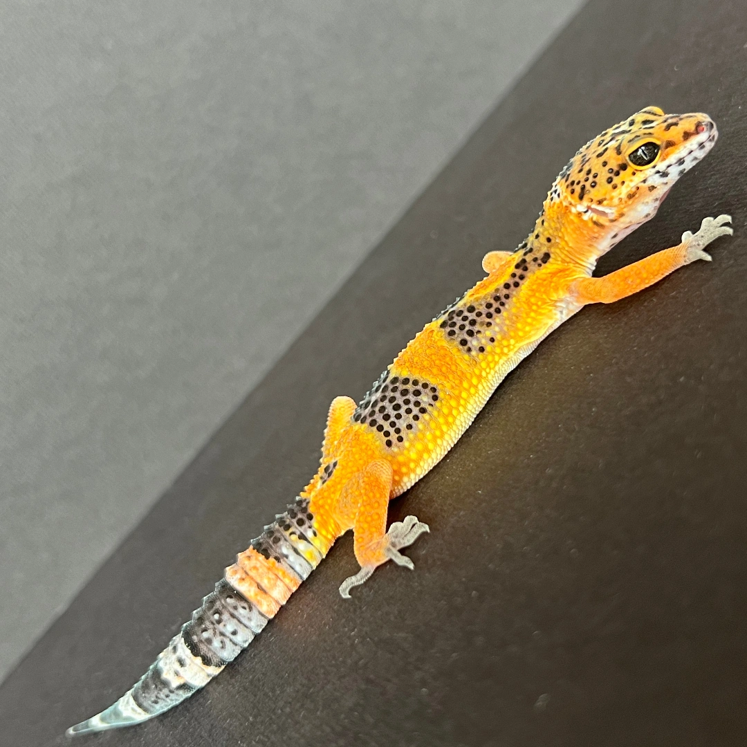 لئوپارد گکو جوان (Leopard Gecko Juvenile)