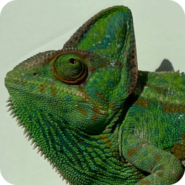 آفتاب پرست بالغ ماده (Veiled Chameleon Adult Female )