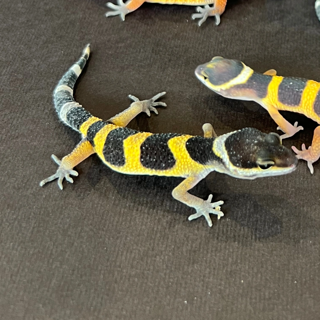 لئوپارد گکو نوزاد (Leopard Gecko Baby)