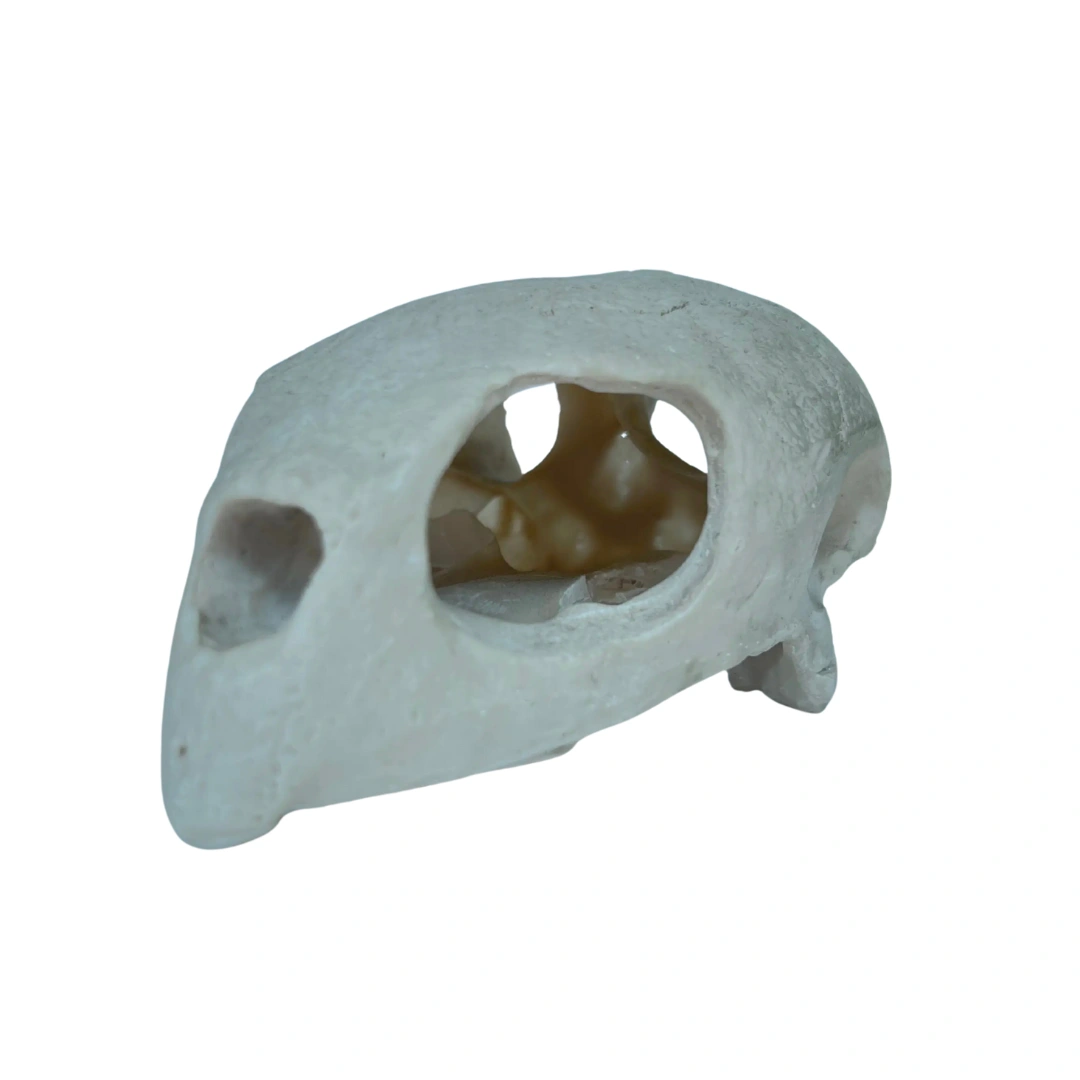 جمجمه لاکپشت (Turtle Skull)