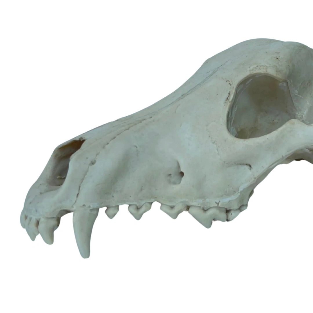  جمجمه گرگ (Wolf Skull)