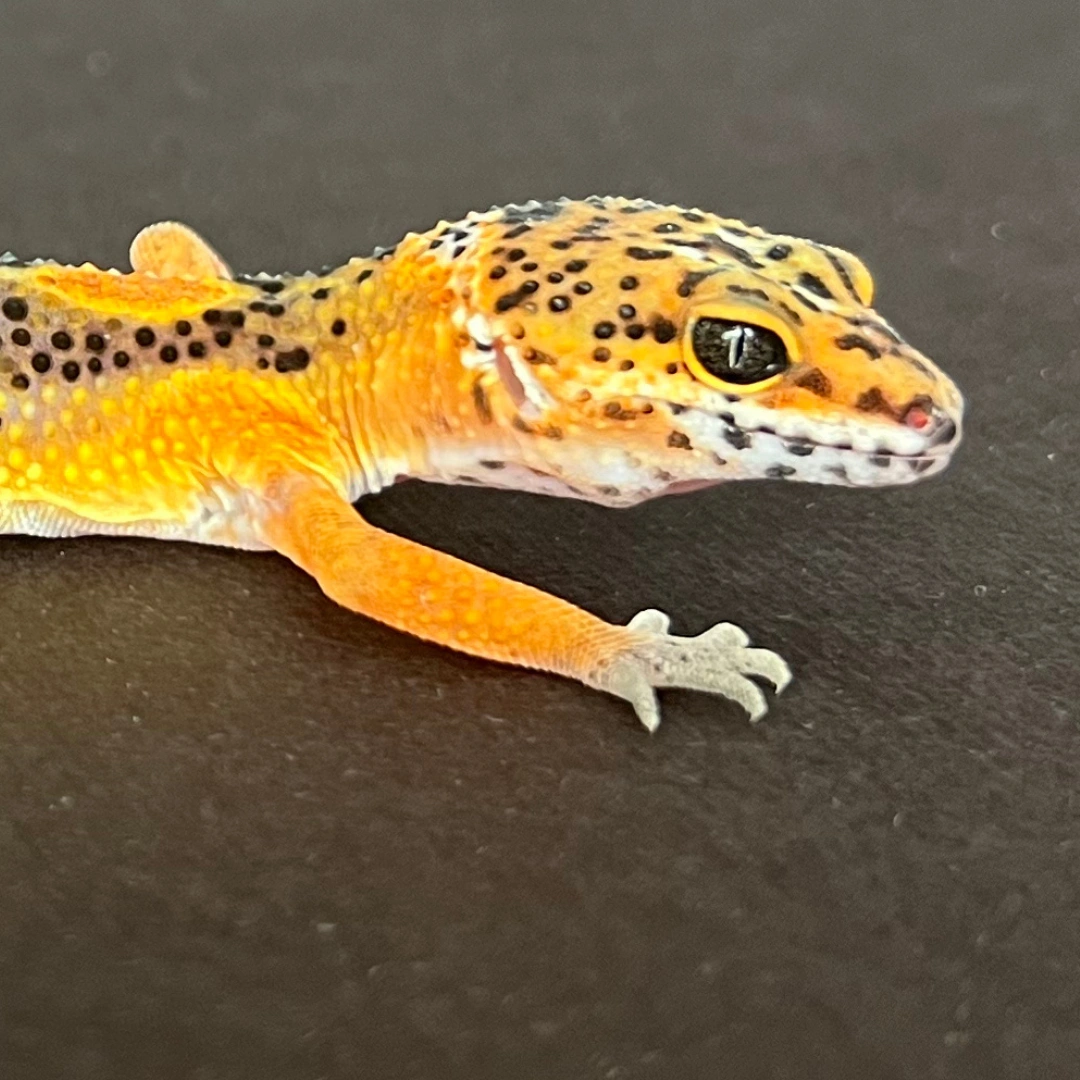 لئوپارد گکو جوان (Leopard Gecko Juvenile)