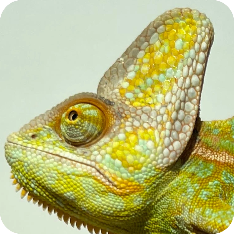 آفتاب پرست جوان نر (Veiled Chameleon Male Juvenile)