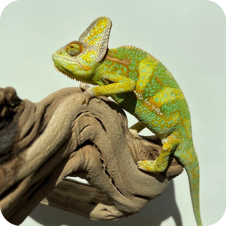 آفتاب پرست جوان نر (Veiled Chameleon Male Juvenile)