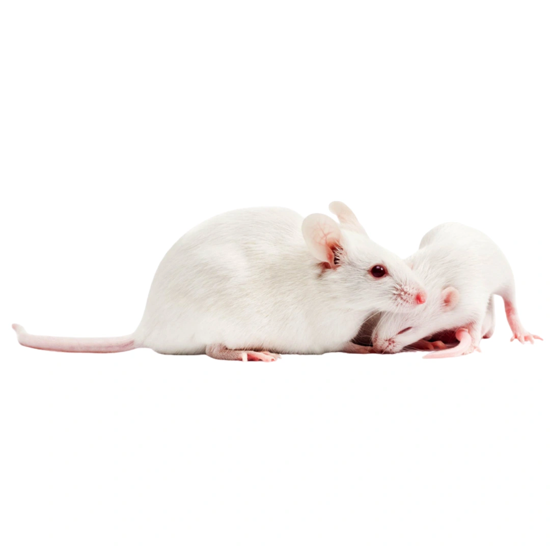  موش سوری بالغ 5 عددی (Adult Frozen Mice)