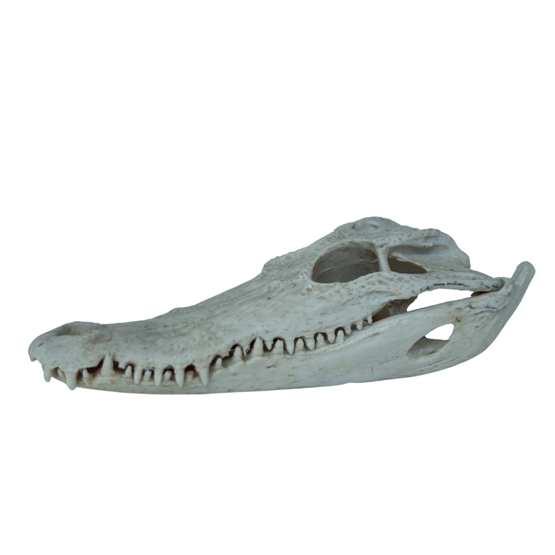 جمجمه کروکودیل سیامی (Siamese Crocodile Skull)