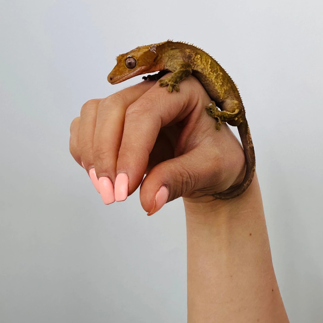 کرستد گکو نر بالغ (Crested Gecko Adult Male)