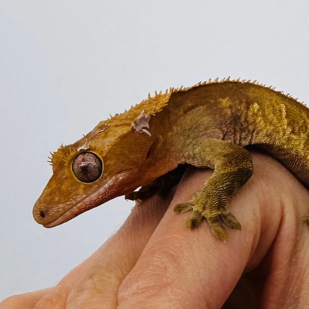 کرستد گکو نر بالغ (Crested Gecko Adult Male)