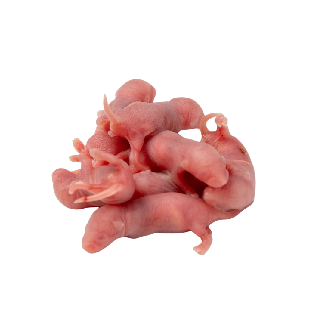 موش سوری پینکی 5 عددی (Pinky Frozen Mice)