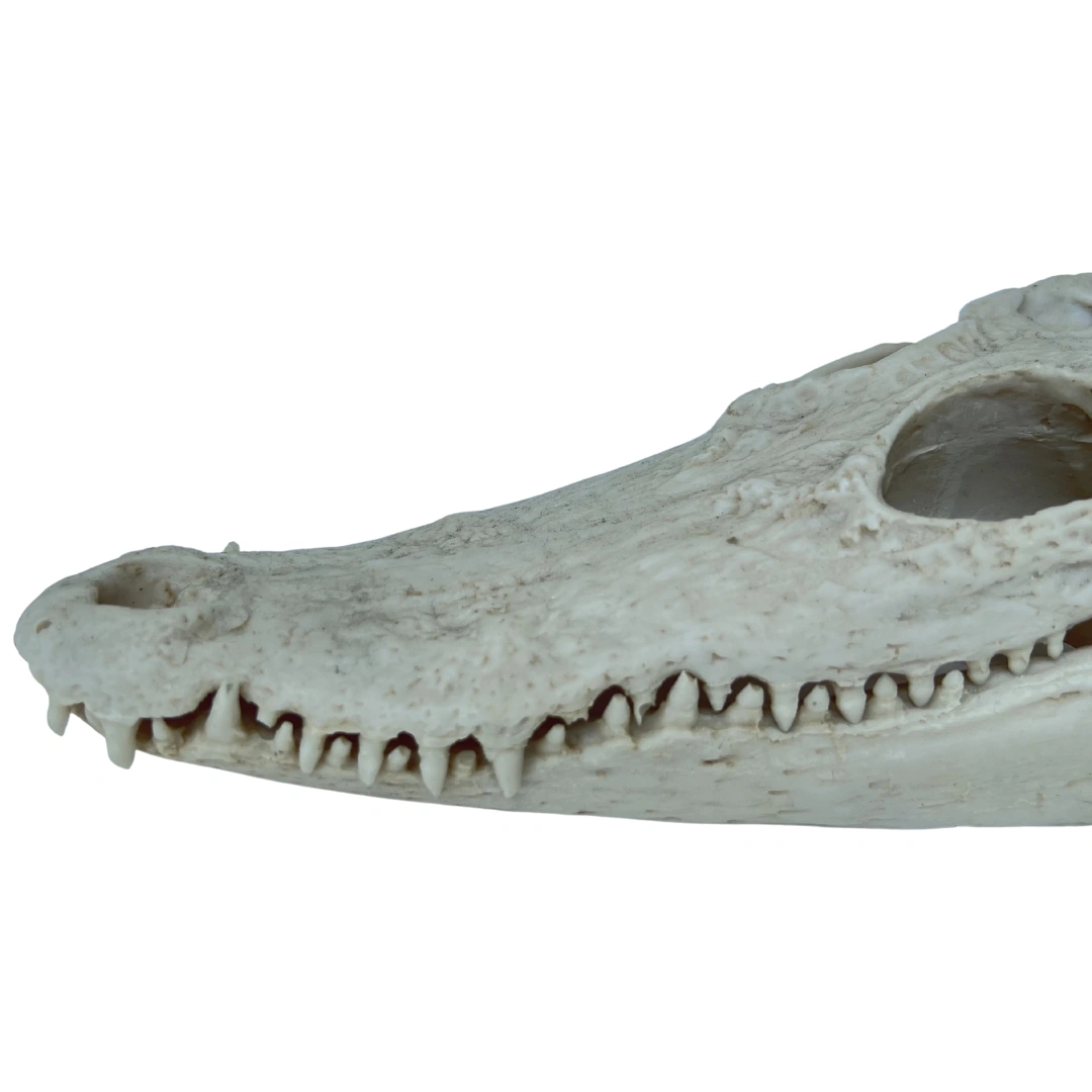 جمجمه کروکودیل سیامی (Siamese Crocodile Skull)