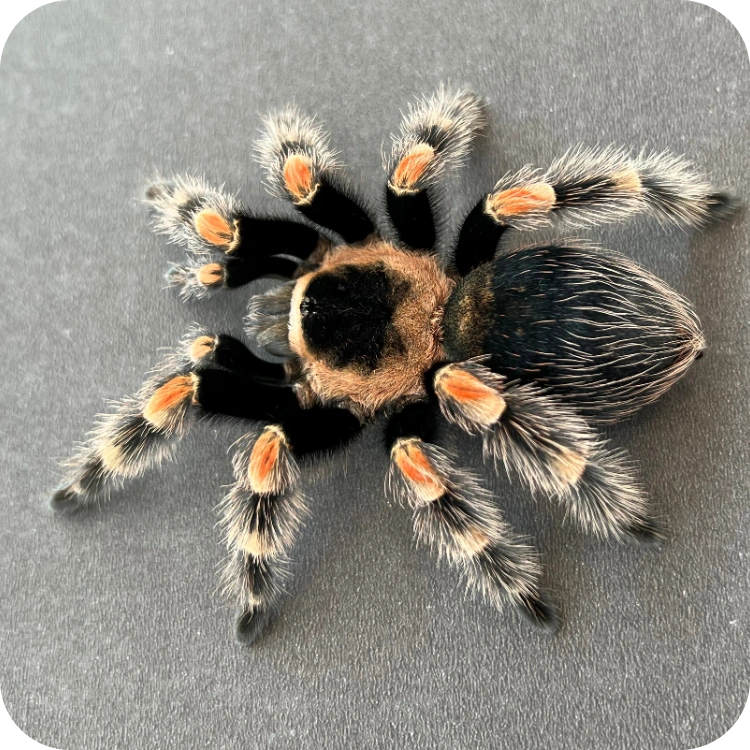  تارانتولا رد نی(Red Knee)